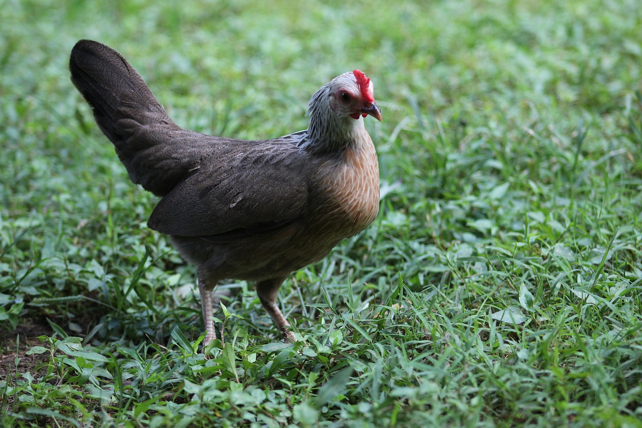 chicken nature bird free photo