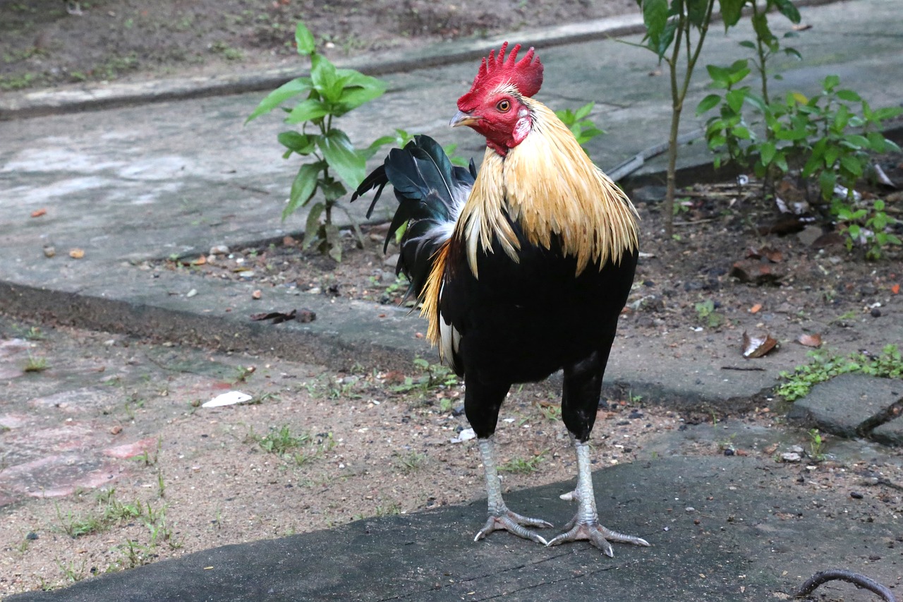 chicken asia vietnam free photo