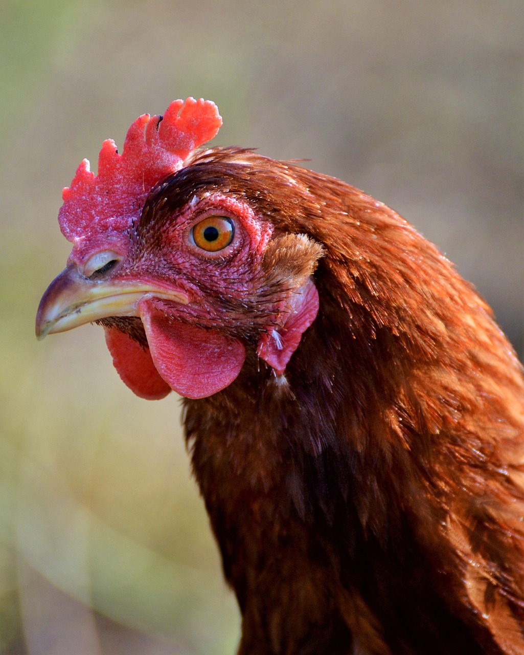 chicken hen poultry free photo