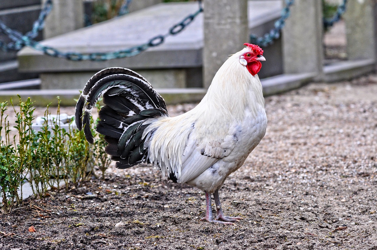 chicken animal rooster free photo