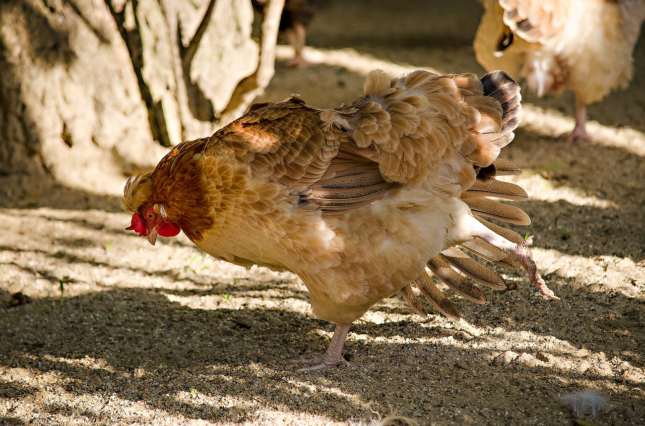 chicken gymnastics yoga free photo