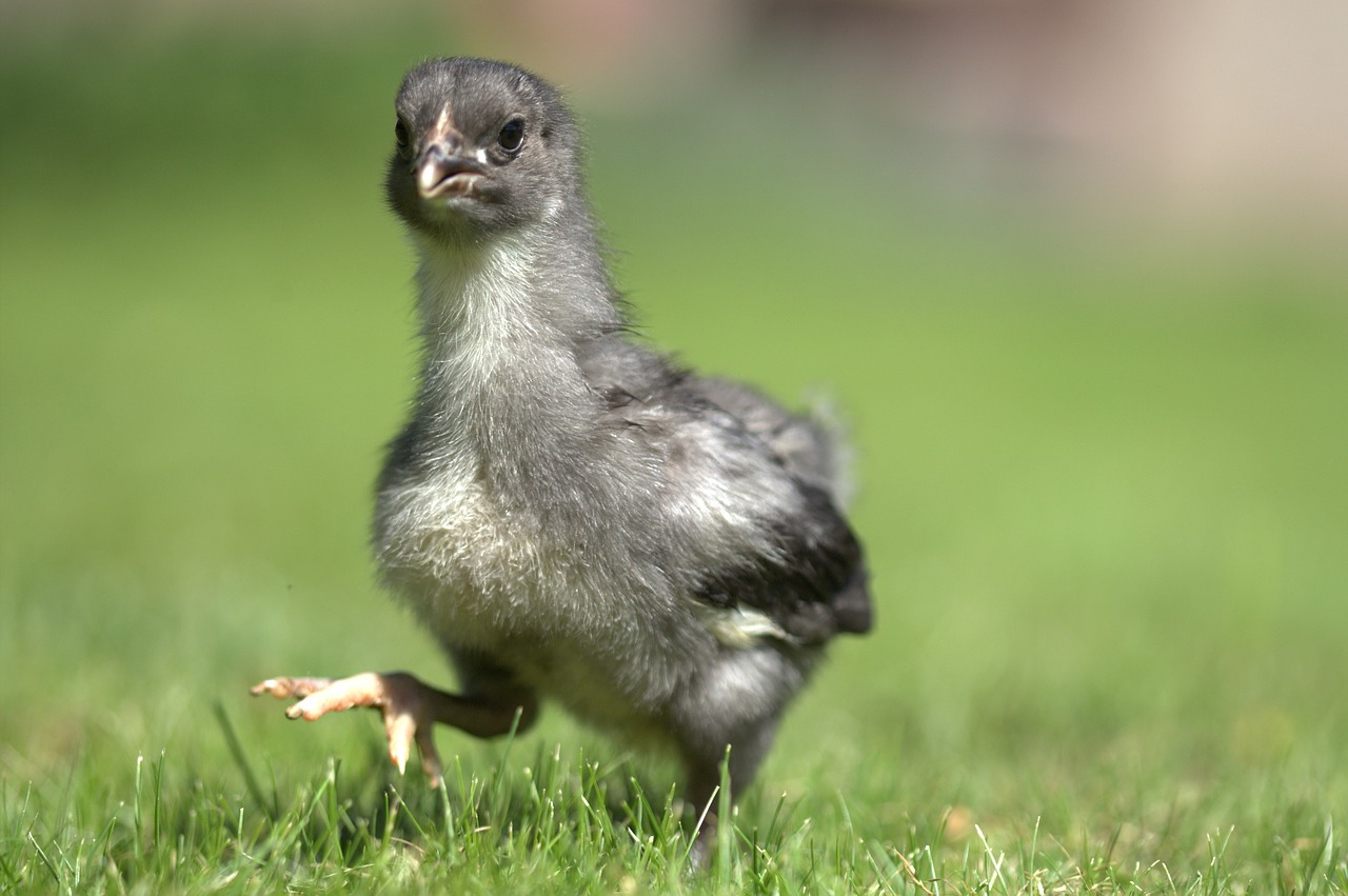 chicken chick easter free photo