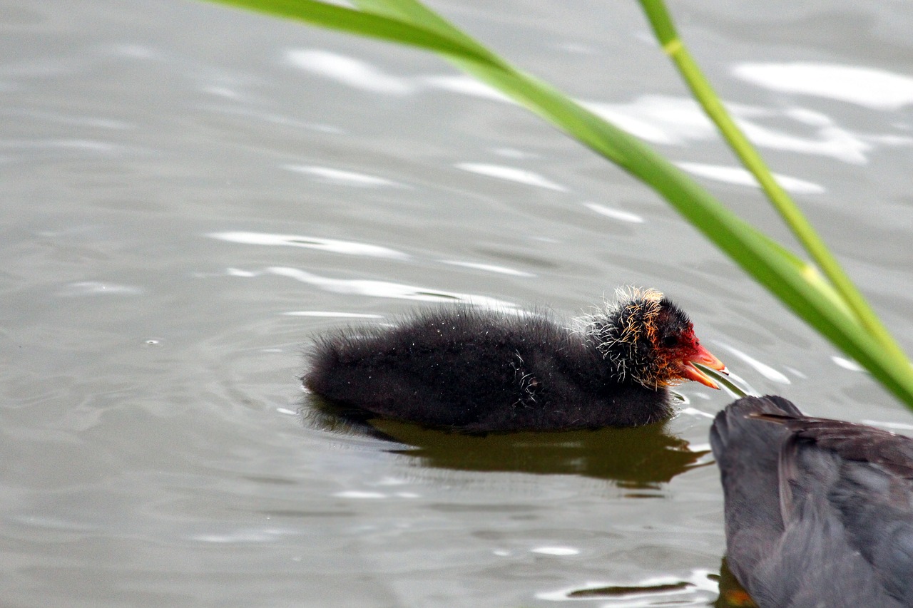 chicken  chick  coot free photo
