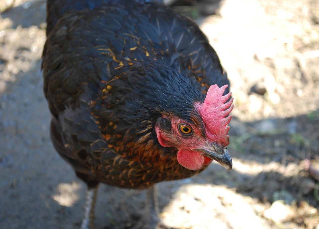 chicken farm poultry free photo