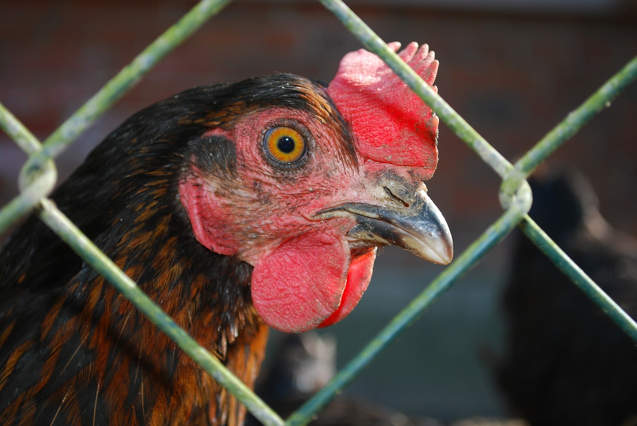 chicken farm poultry free photo