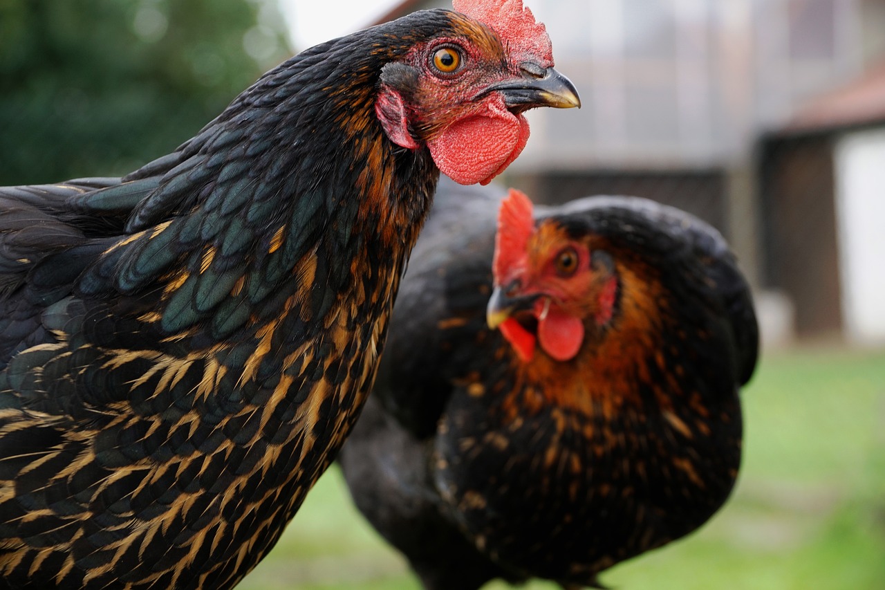 chicken  curiosity  eye free photo