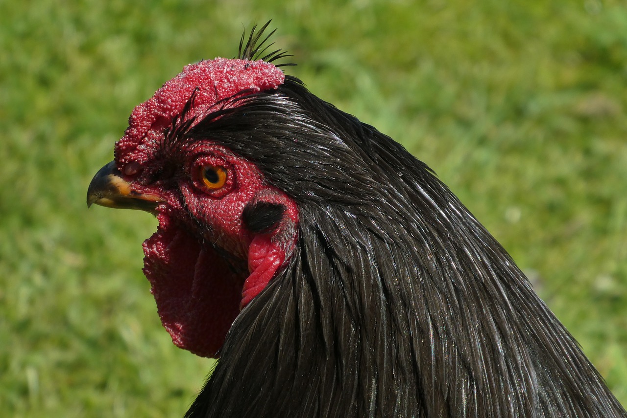 chicken  head  bird free photo