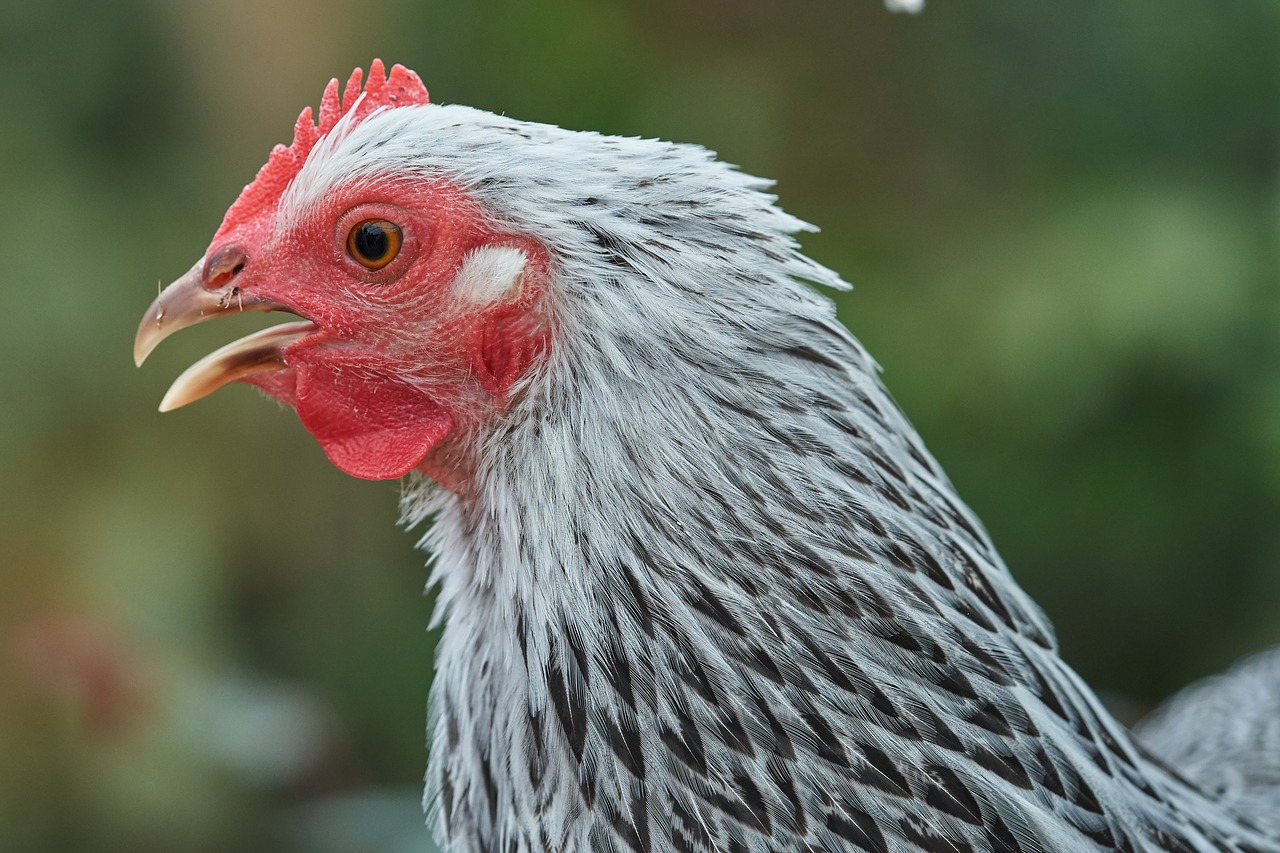 chicken  head  farm free photo