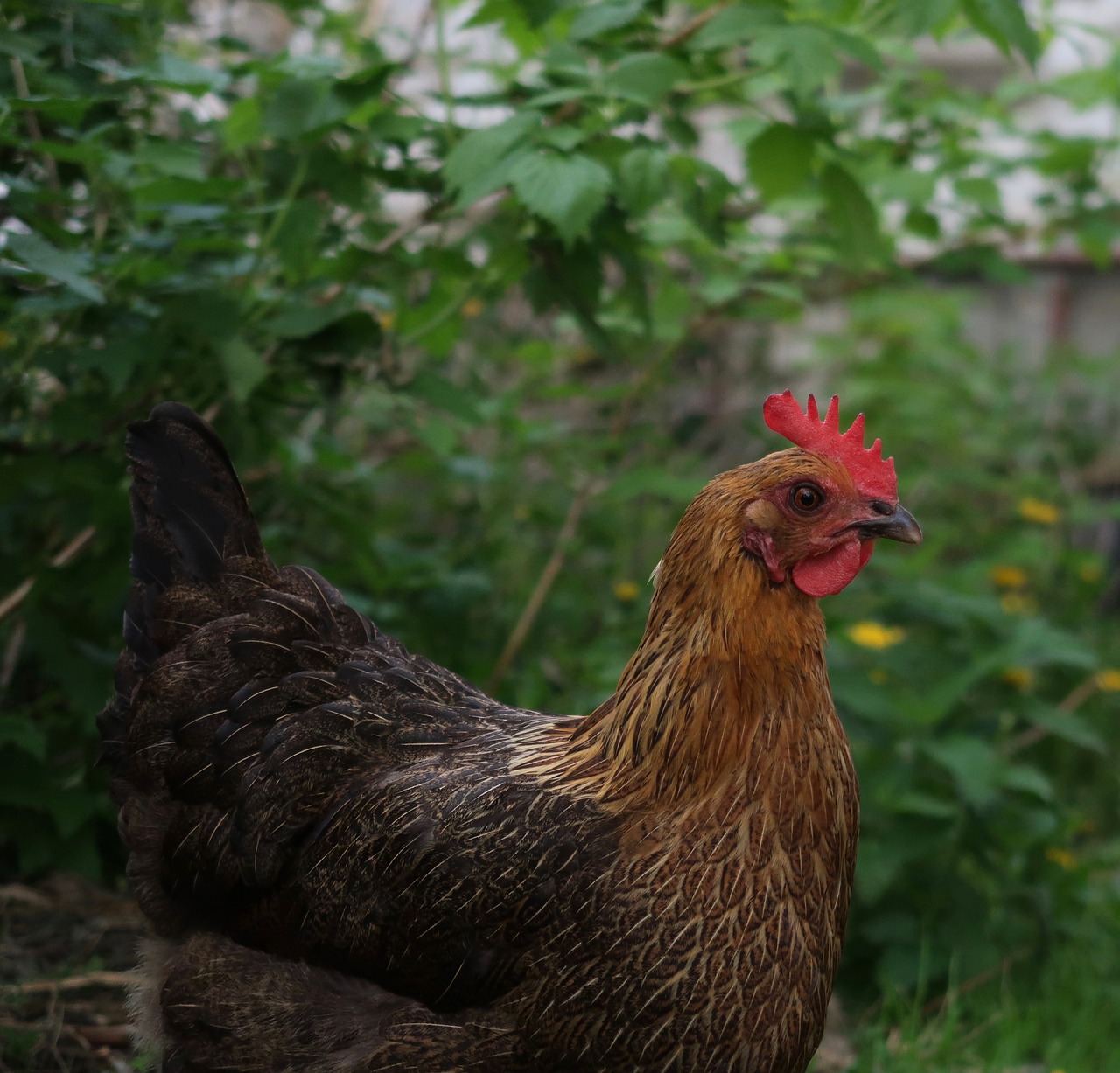 chicken  garden  poultry free photo