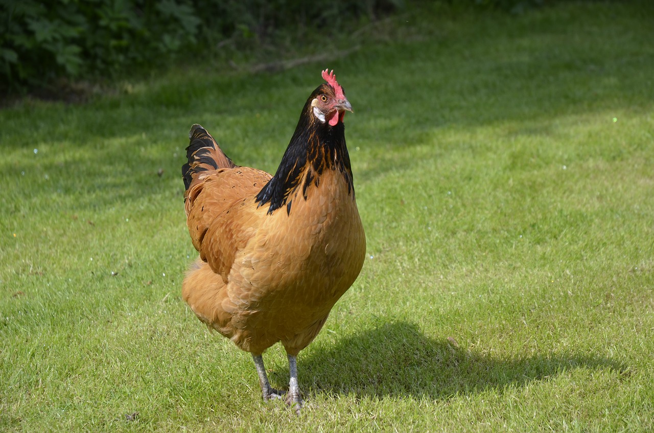 chicken  garden  poultry free photo