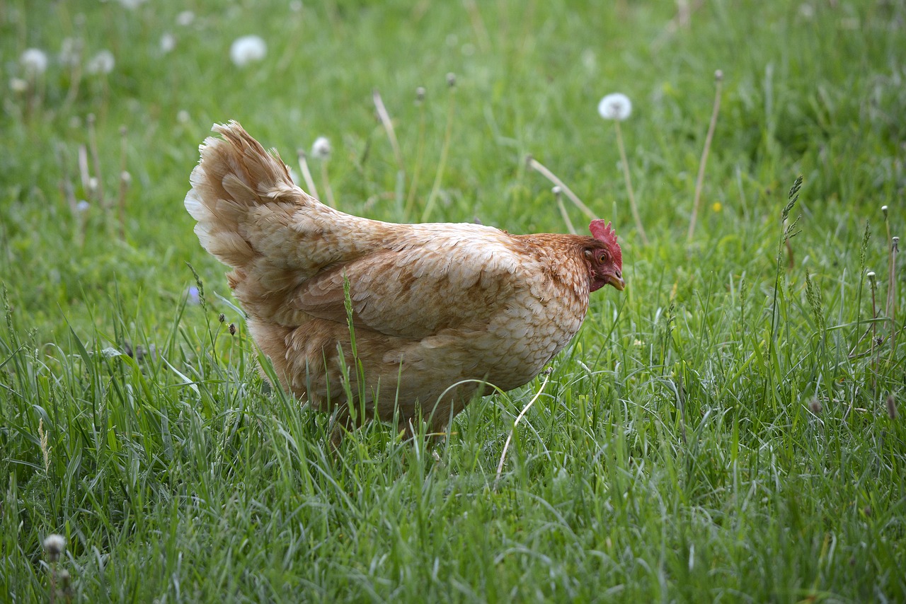 chicken  farm  stock free photo