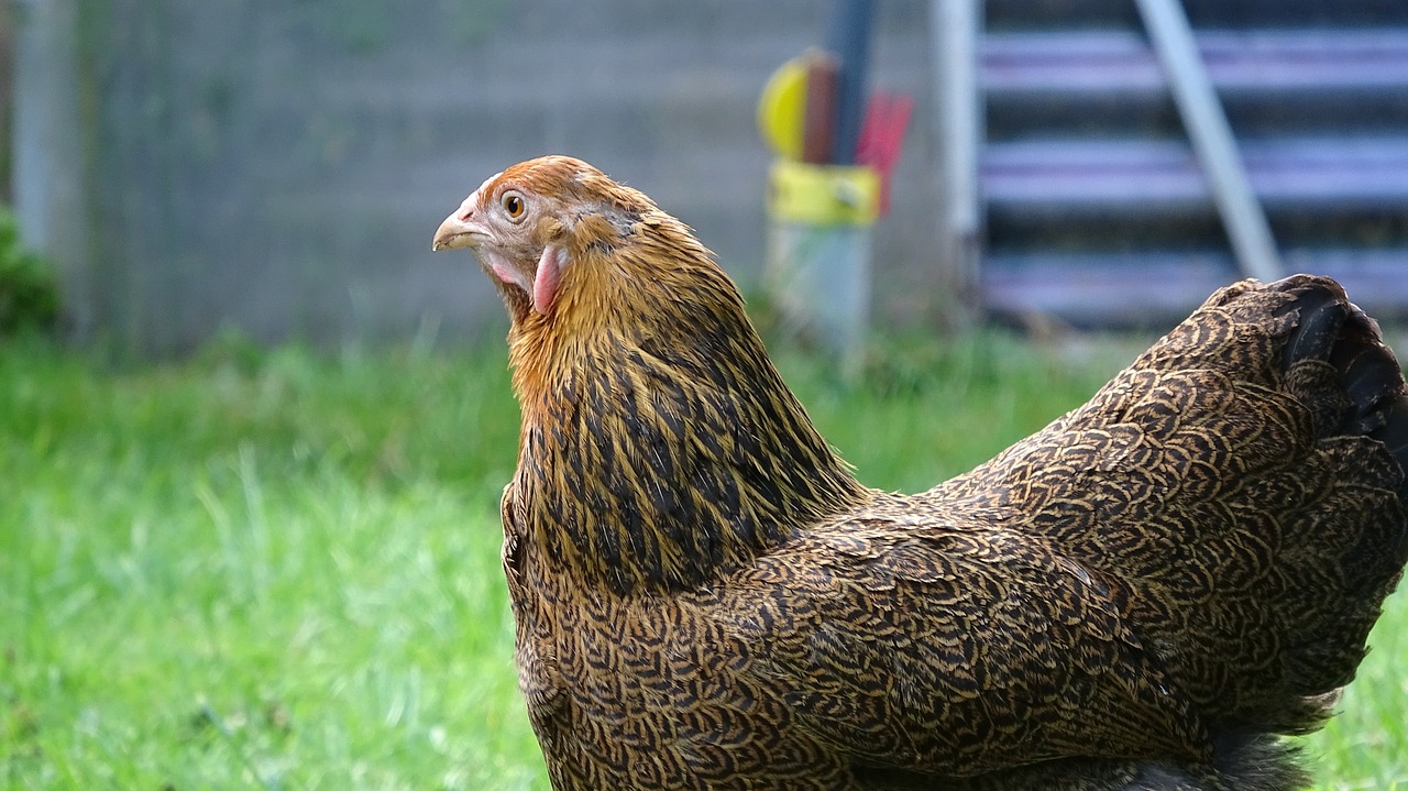 chicken  hen  poultry free photo
