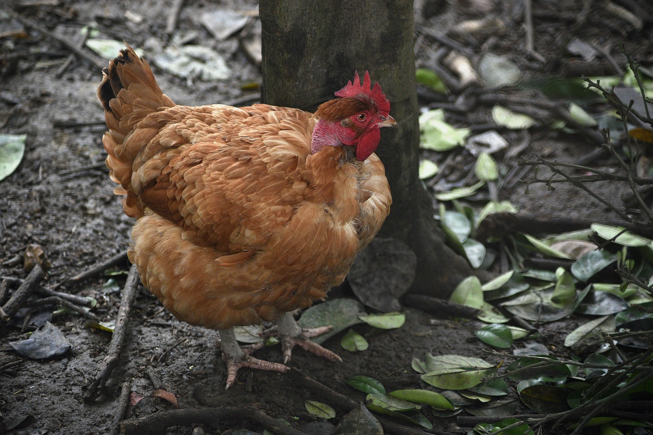 chicken  animal  phasianidae free photo