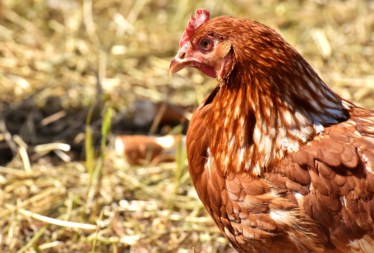 chicken  poultry  plumage free photo