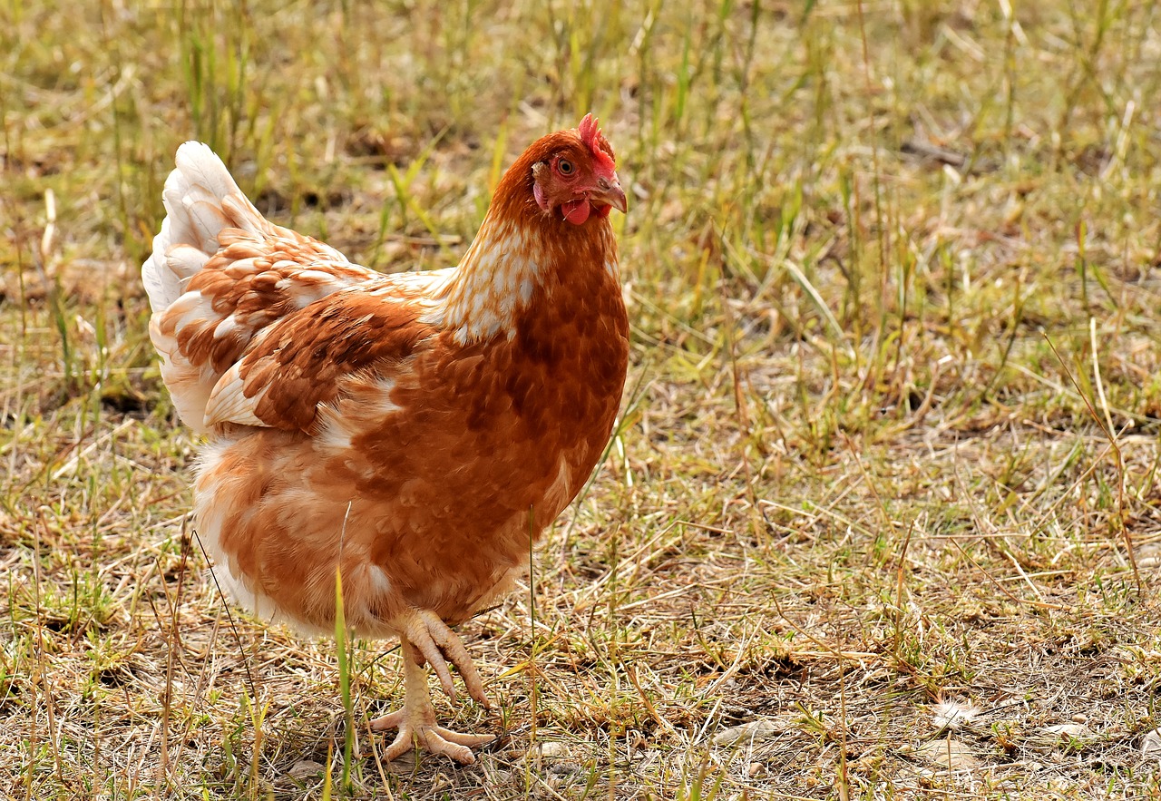 chicken  poultry  plumage free photo