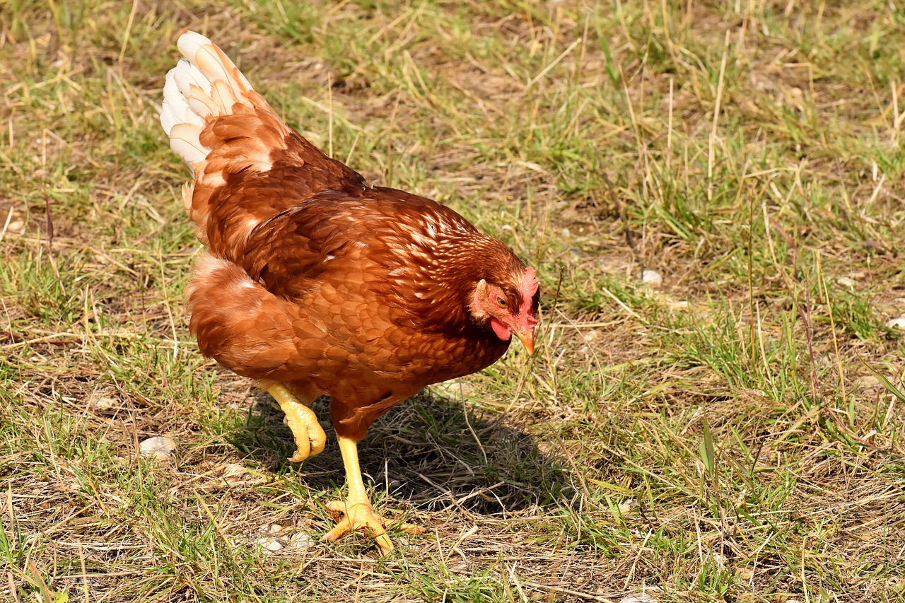 chicken  poultry  plumage free photo