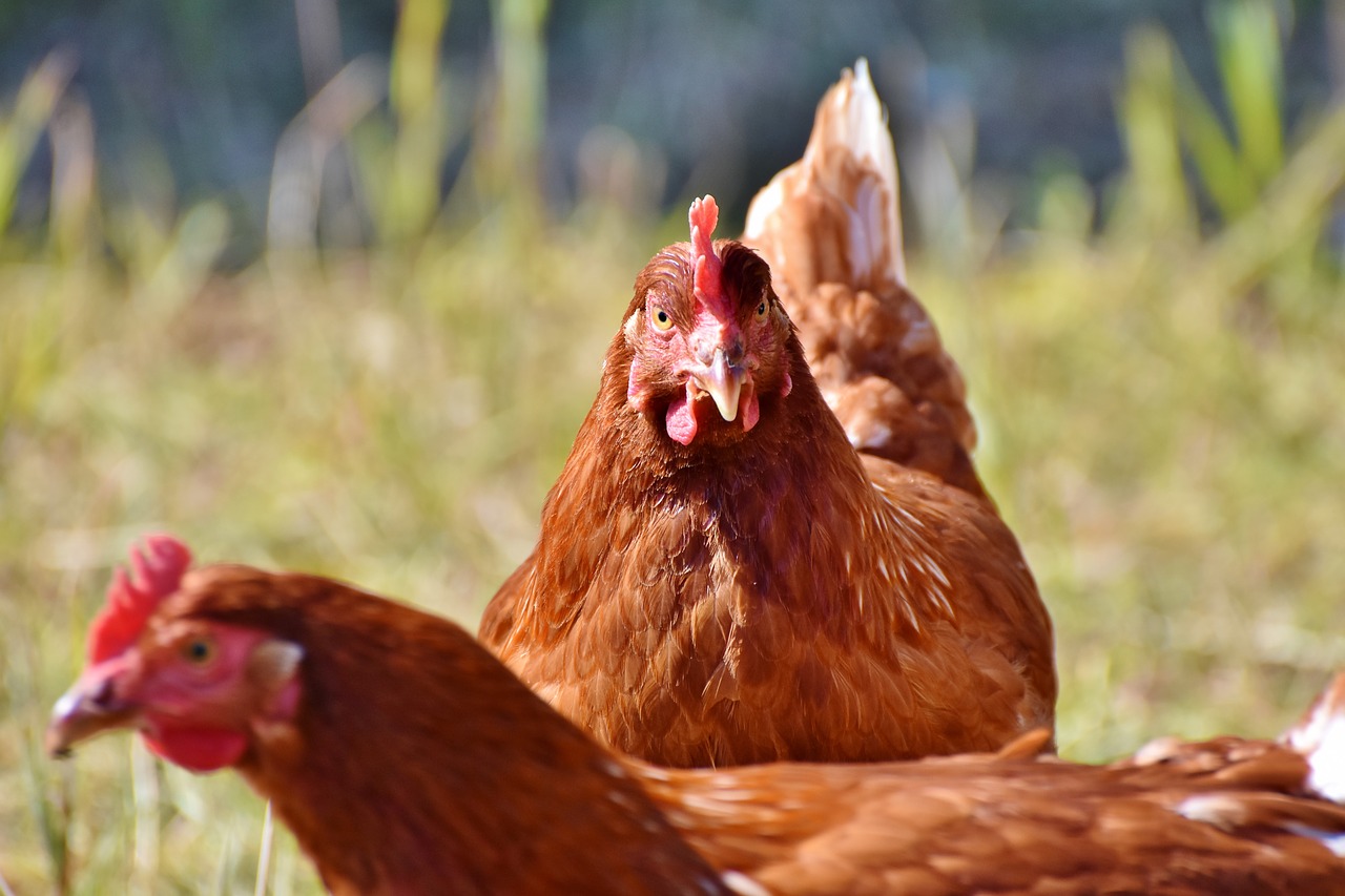 chicken  hen  bird free photo