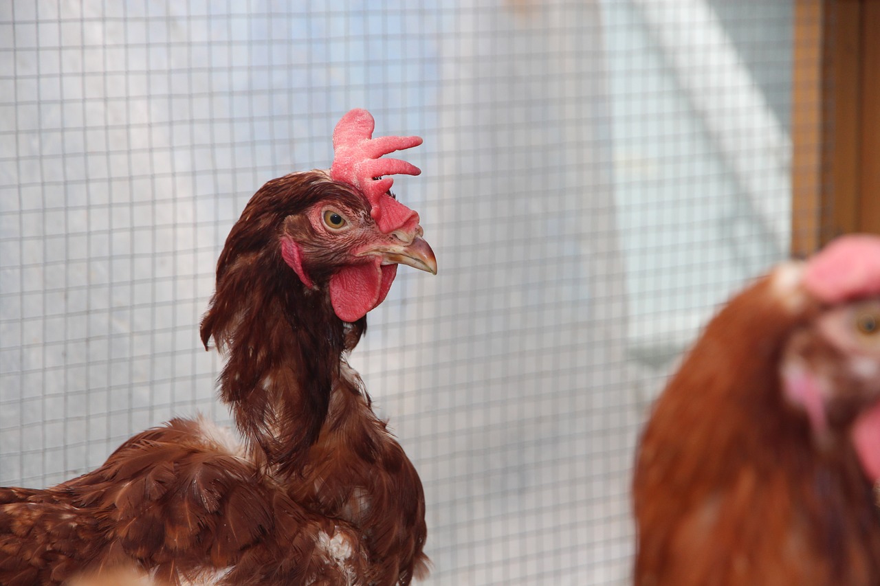 chicken  bird  feathered race free photo