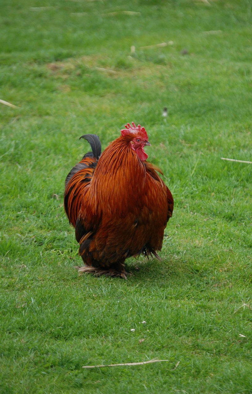 chicken bird cockerel free photo