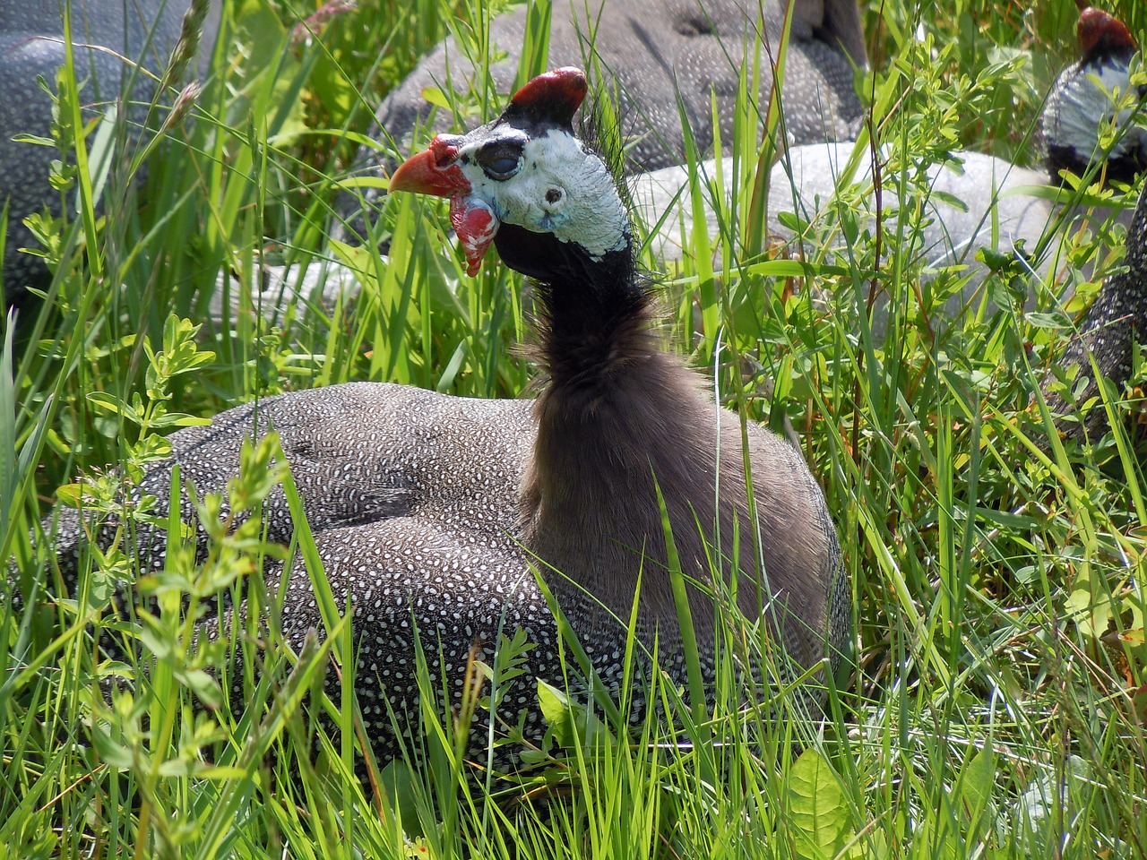 chicken poultry country life free photo