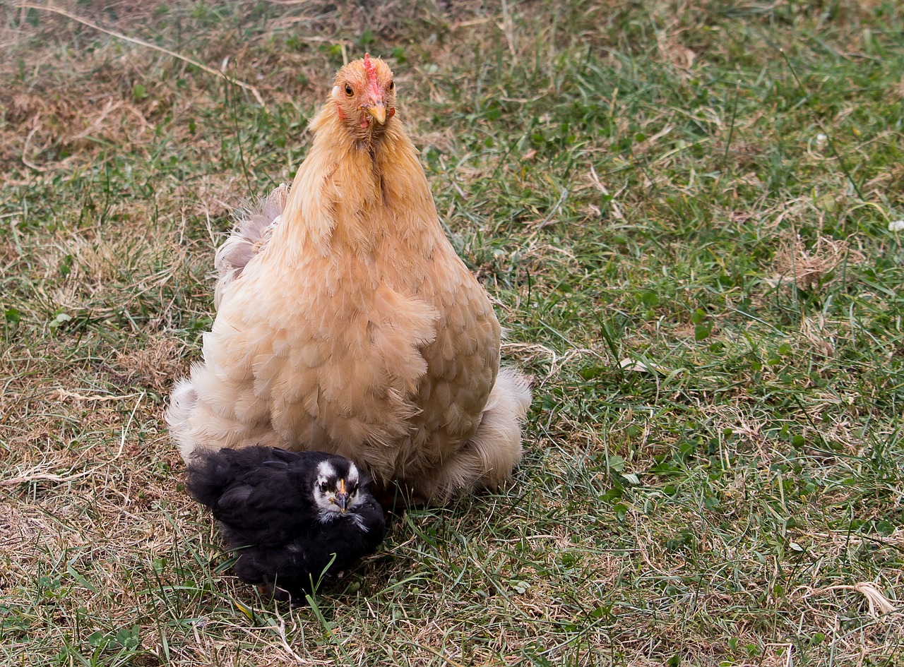 chicken  bird  poultry free photo