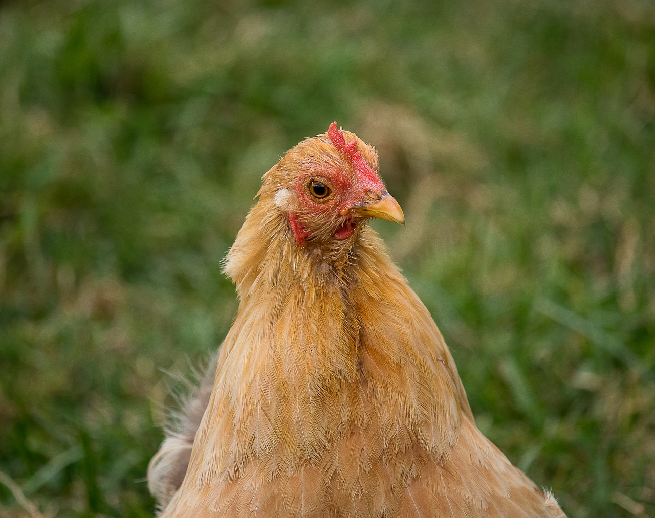 chicken  hen  bird free photo