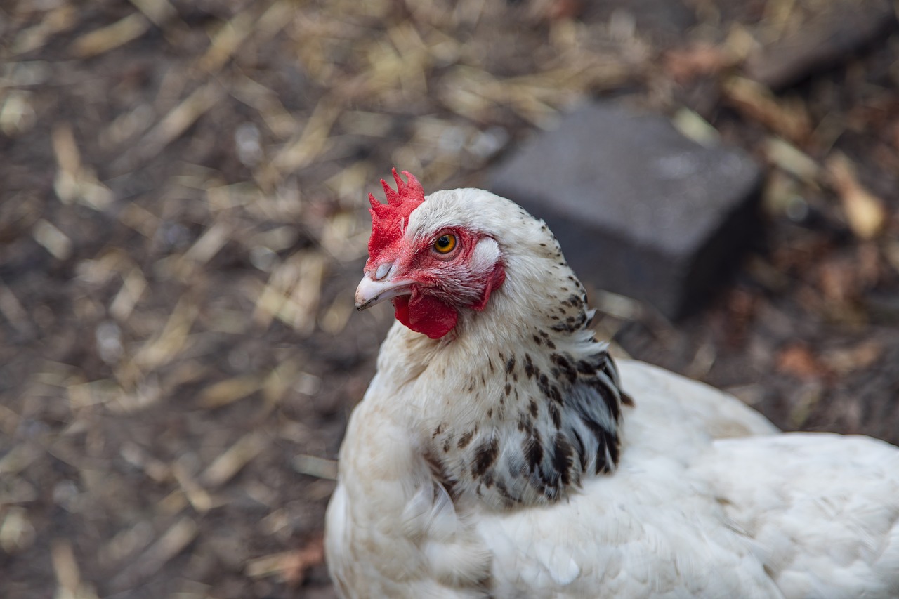 chicken  white  red free photo