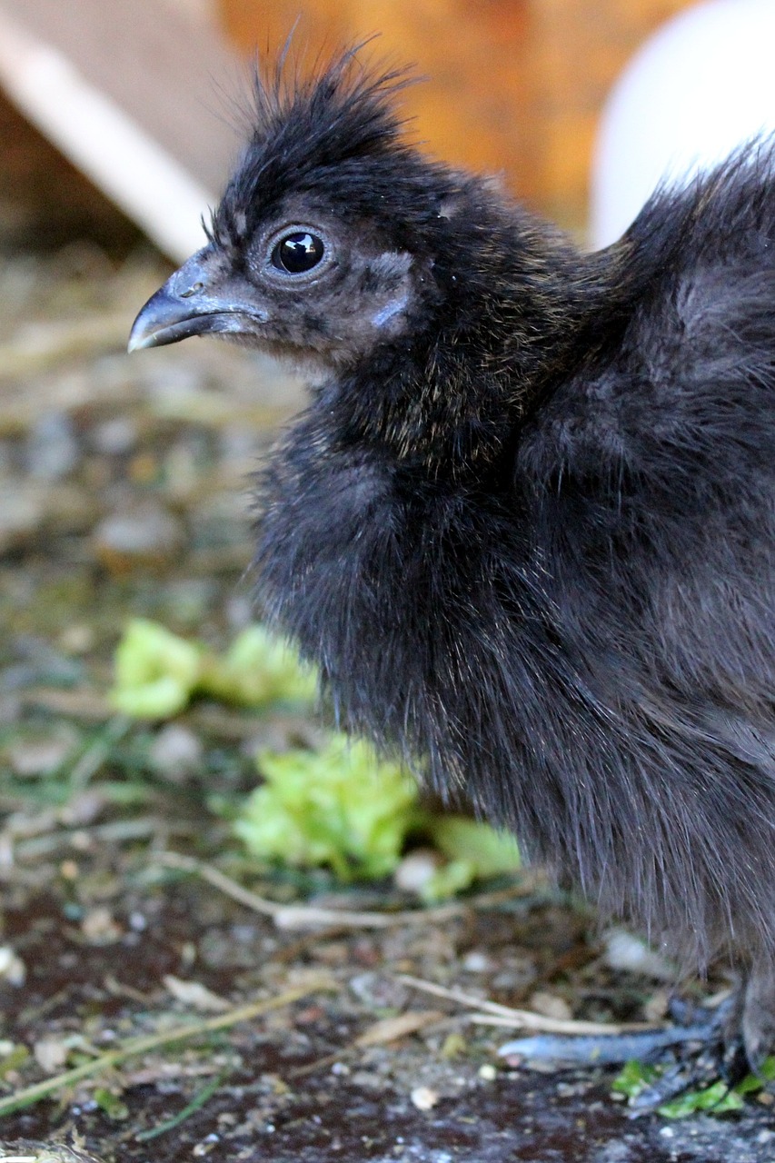 chicken feather black free photo