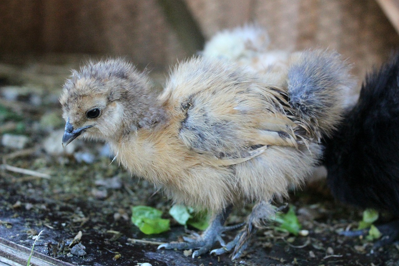 chicken agriculture fluff free photo