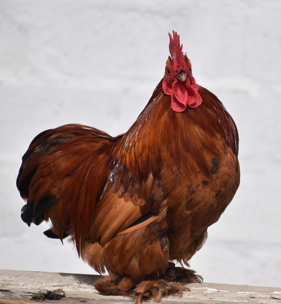 chicken  portrait  brown free photo