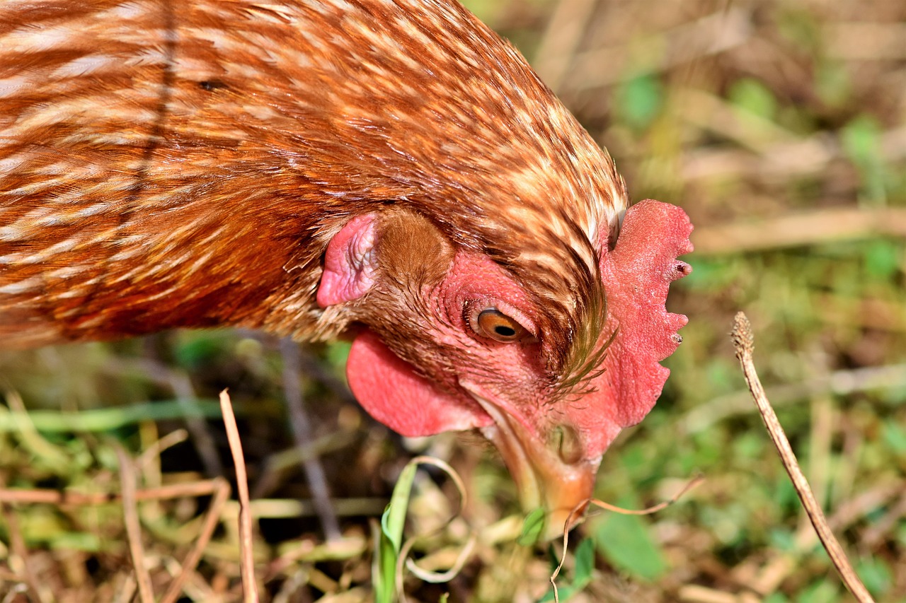 chicken  hen  poultry free photo