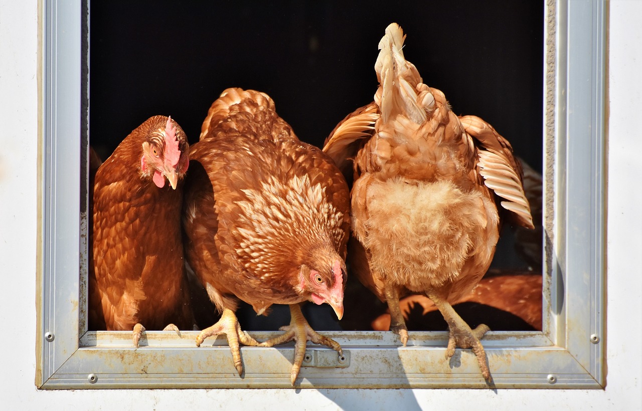 chicken  hen  poultry free photo