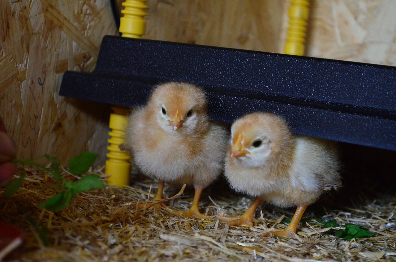 chicken huehnerbabies cute free photo