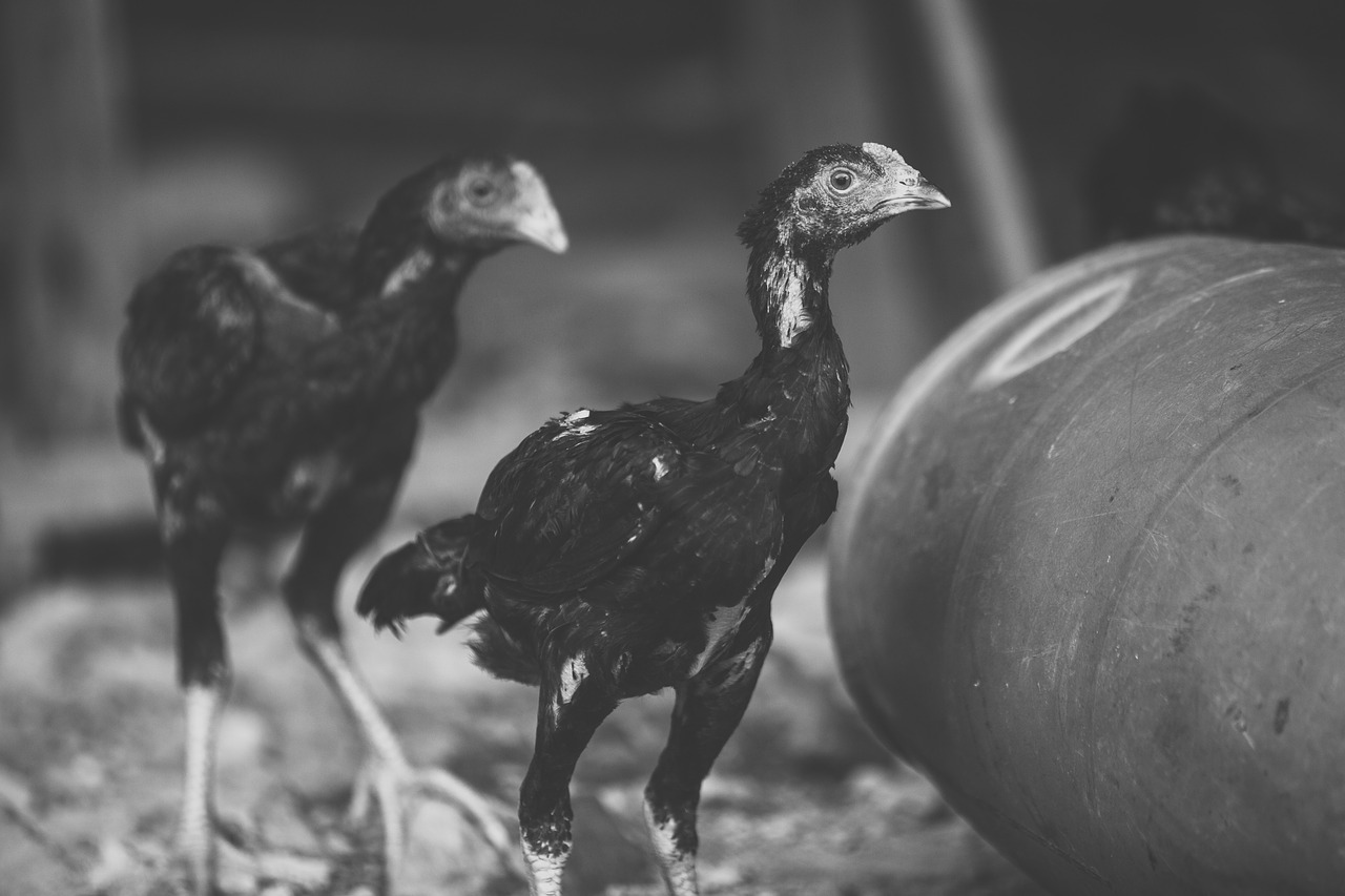 chicken  mother hen  black and white free photo