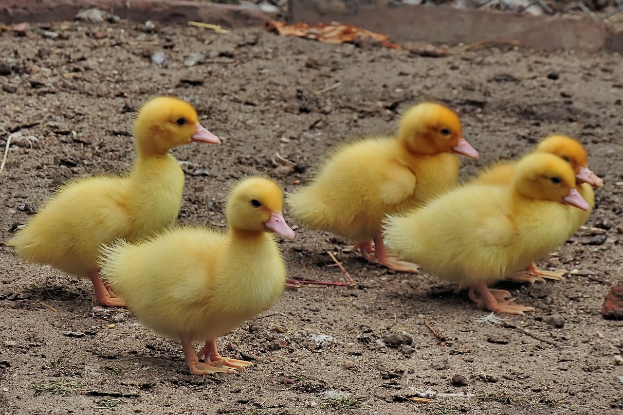 chicken  entenkuecken  ducks free photo