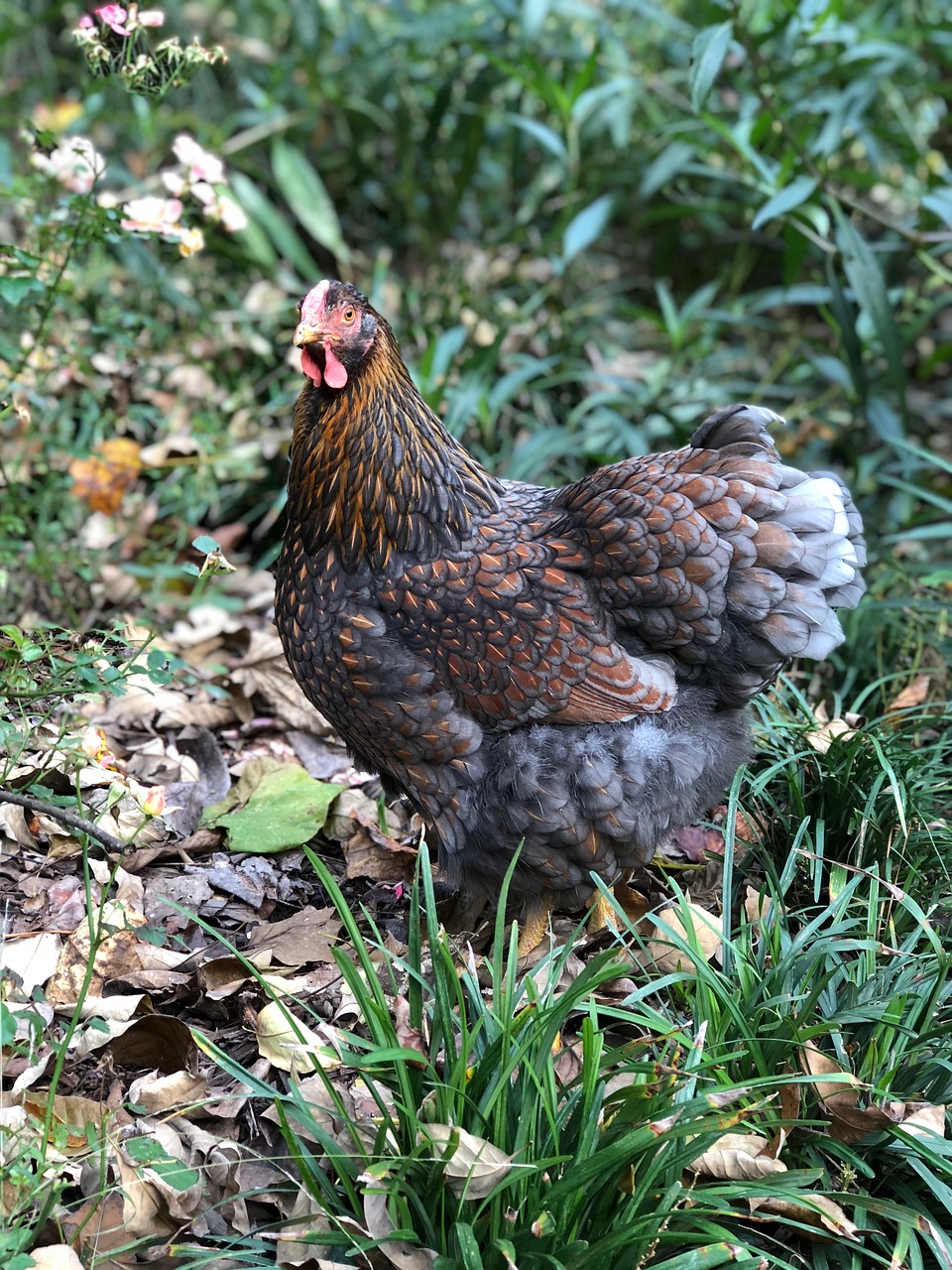 chicken  wyandotte  hen free photo