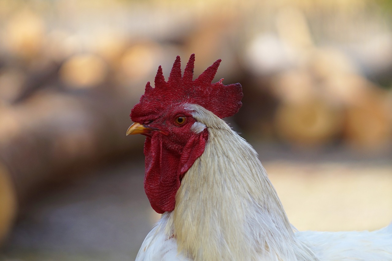 chicken  cock  farm free photo