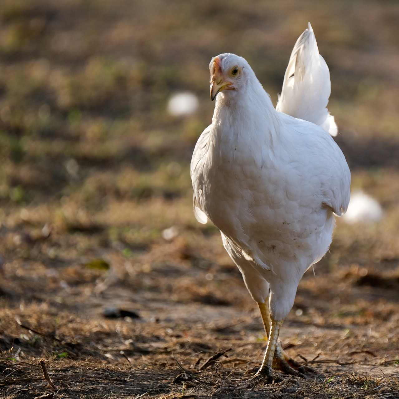 chicken  hen  poultry free photo