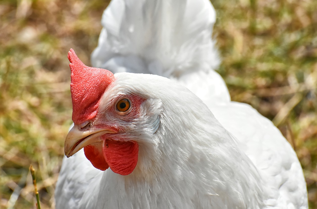 chicken  poultry  plumage free photo