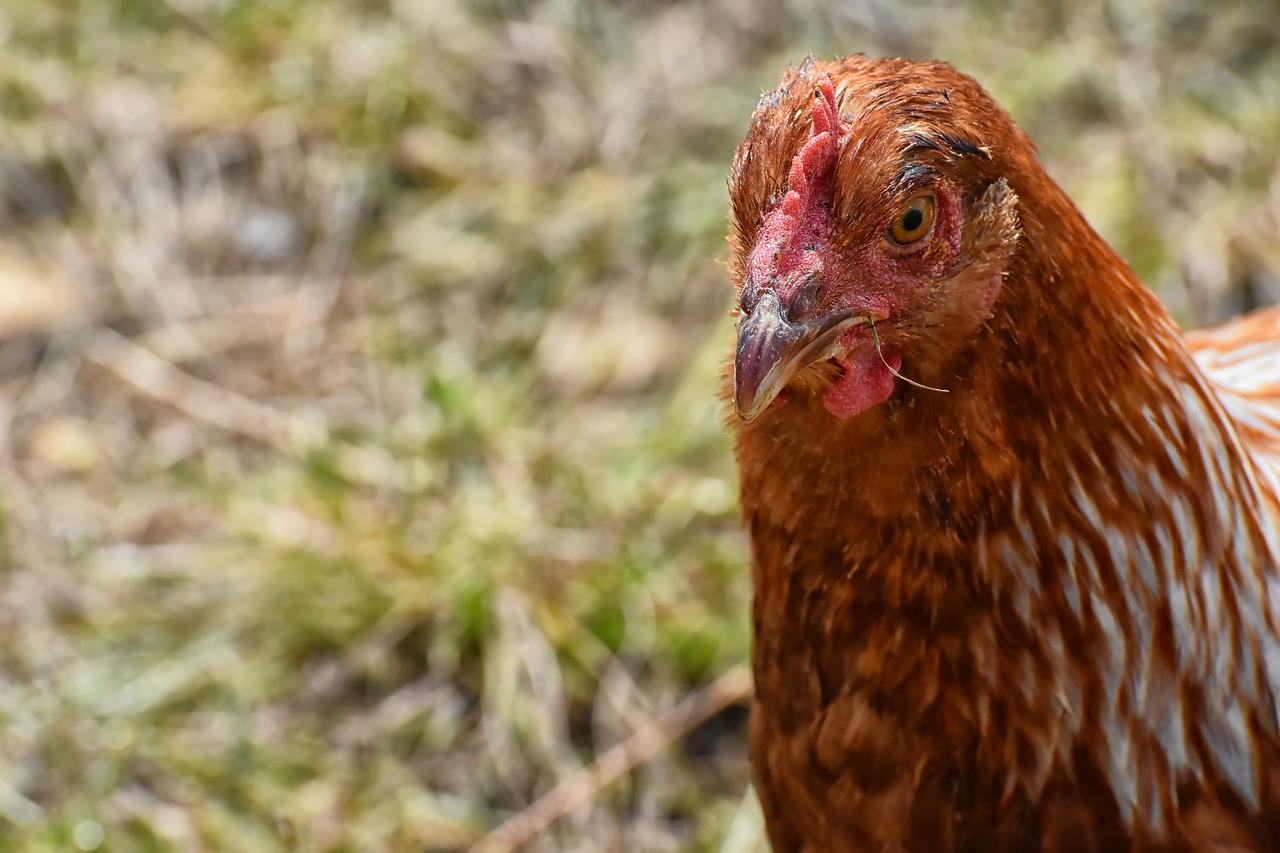 chicken  poultry  plumage free photo