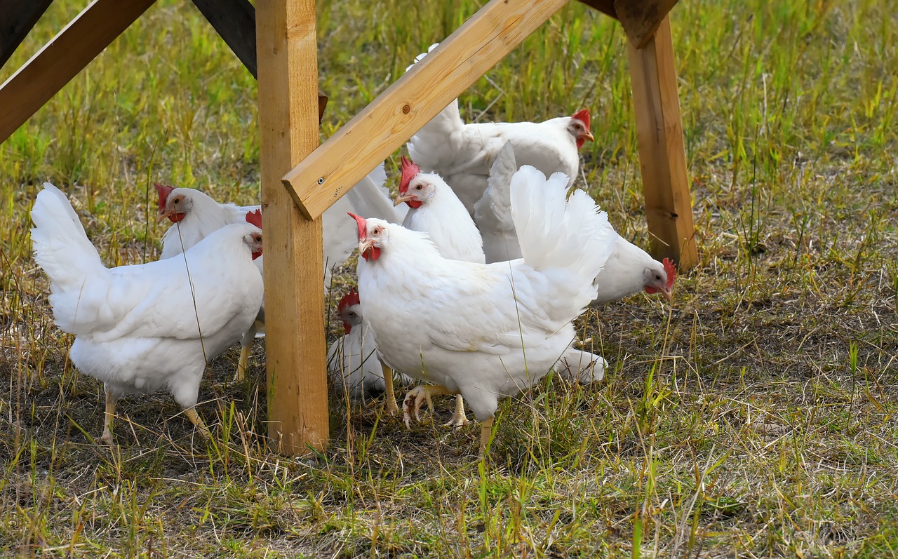 chicken  poultry  plumage free photo