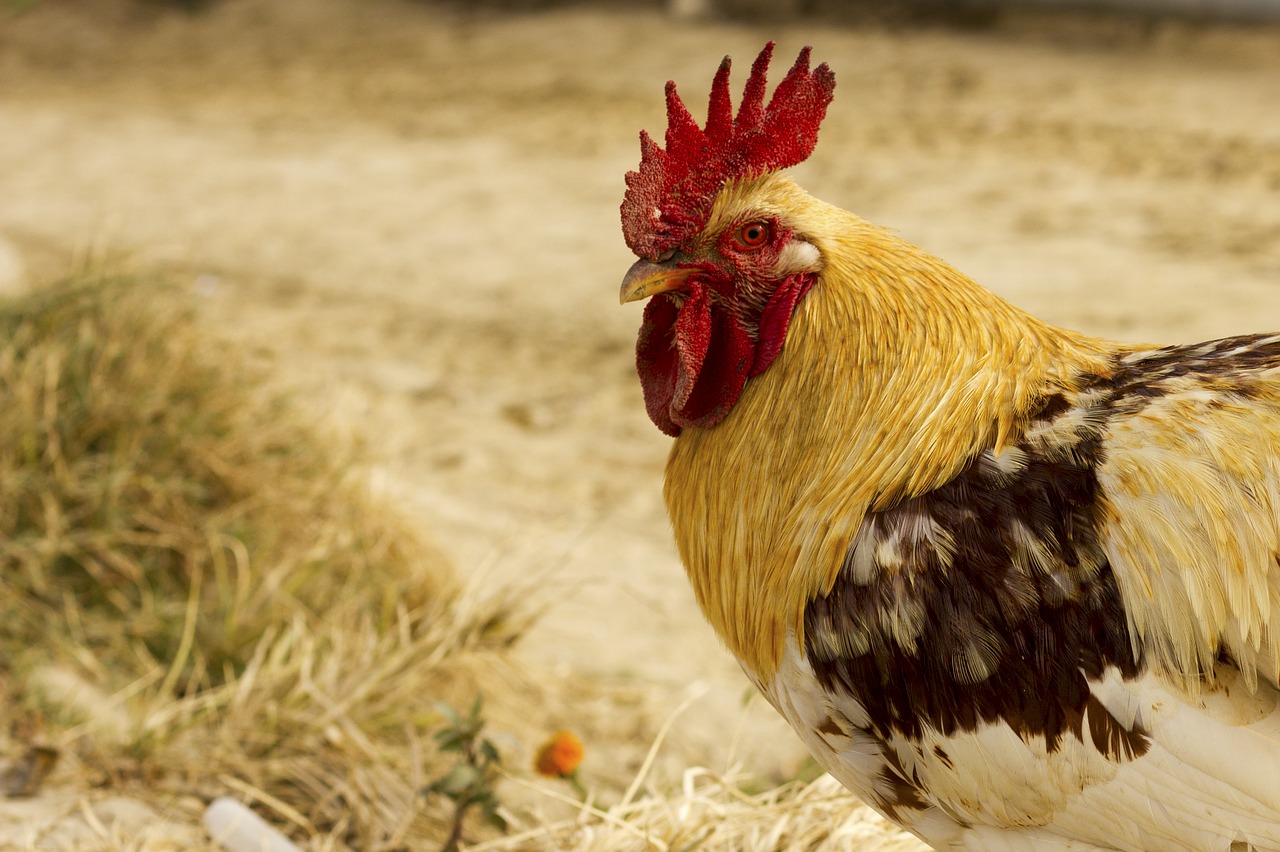 chicken  head  white free photo