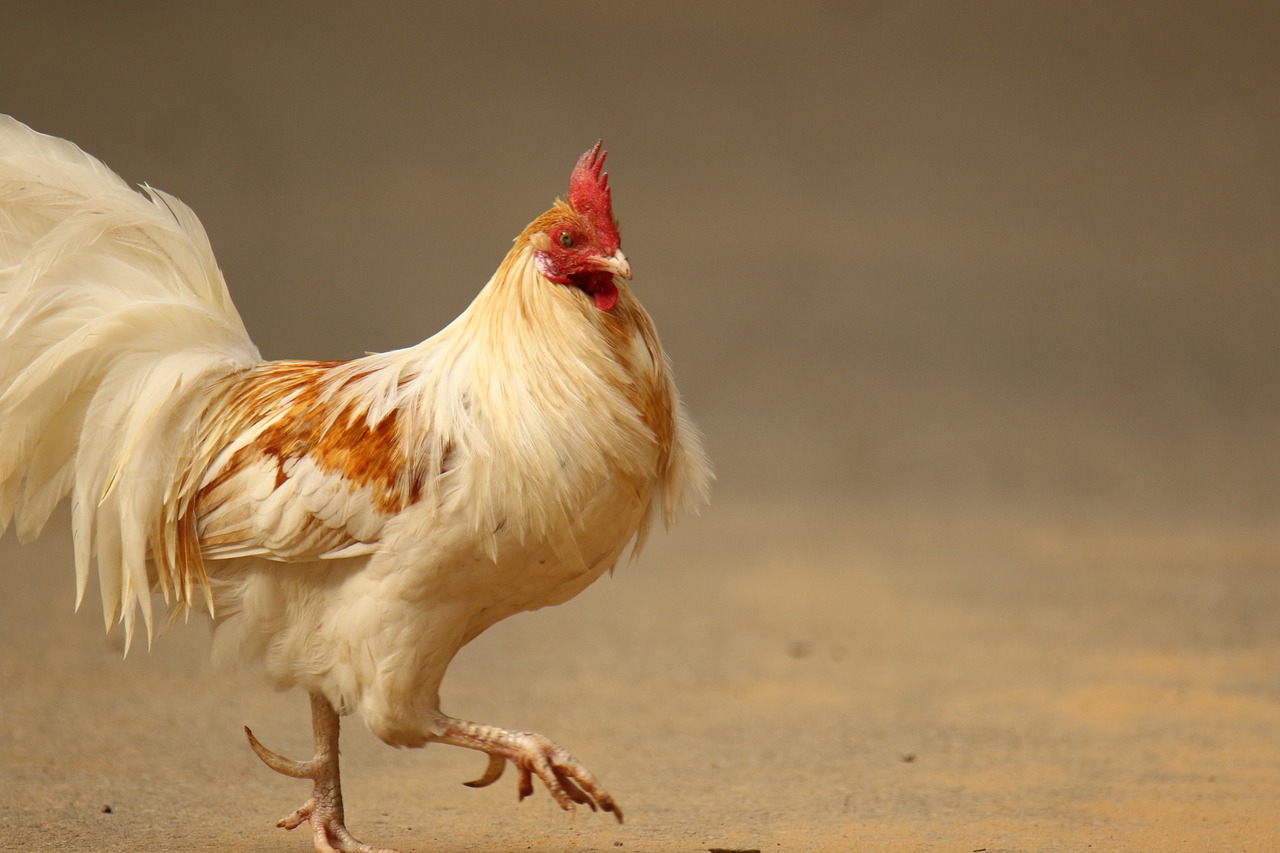 chicken  rooster  bird free photo