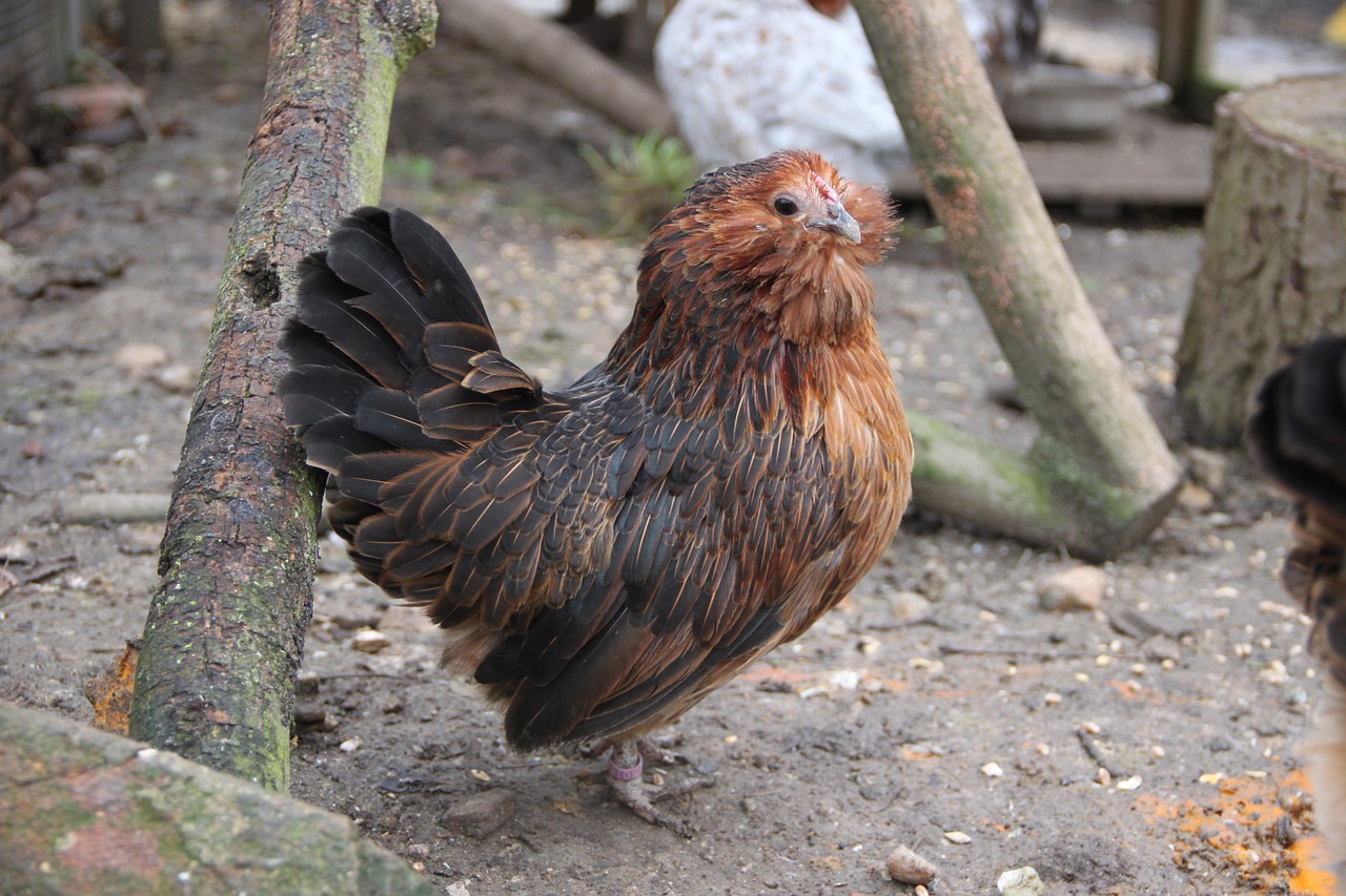 chicken  hen  free range free photo