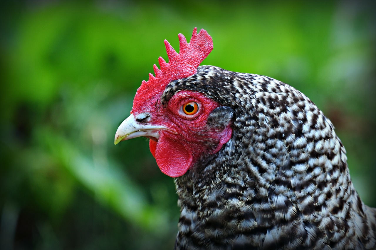 chicken  rooster  bird free photo