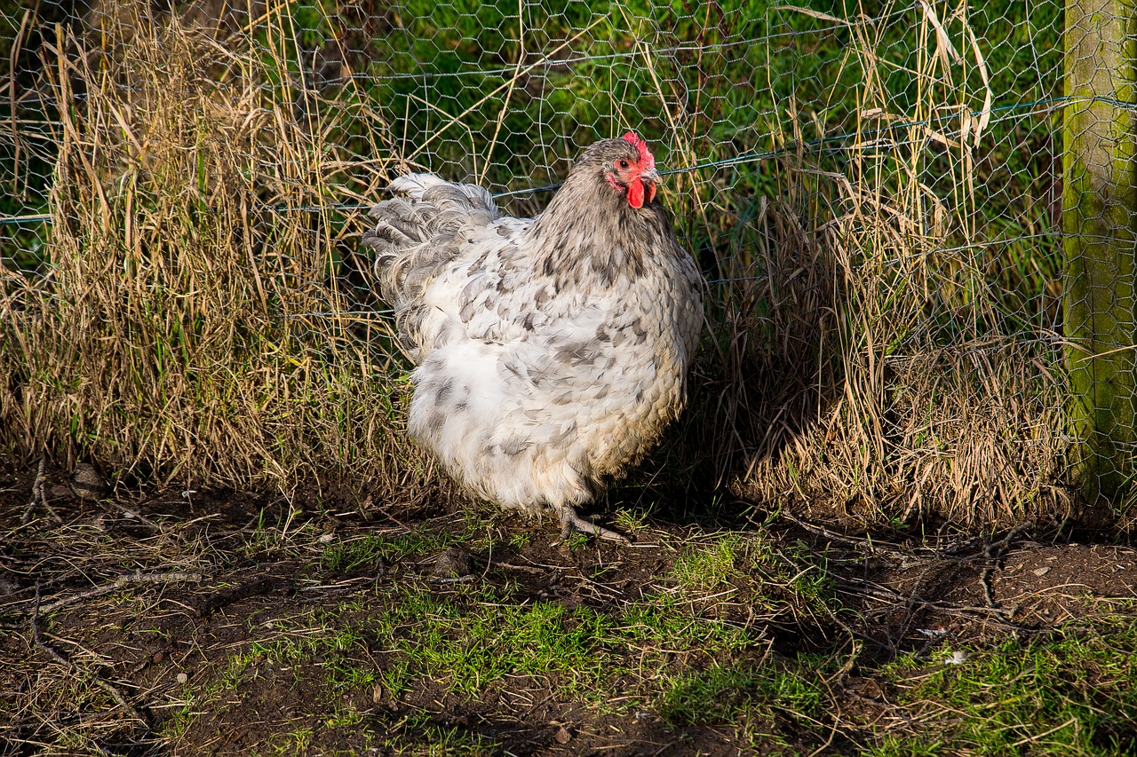 chicken  poultry  bird free photo