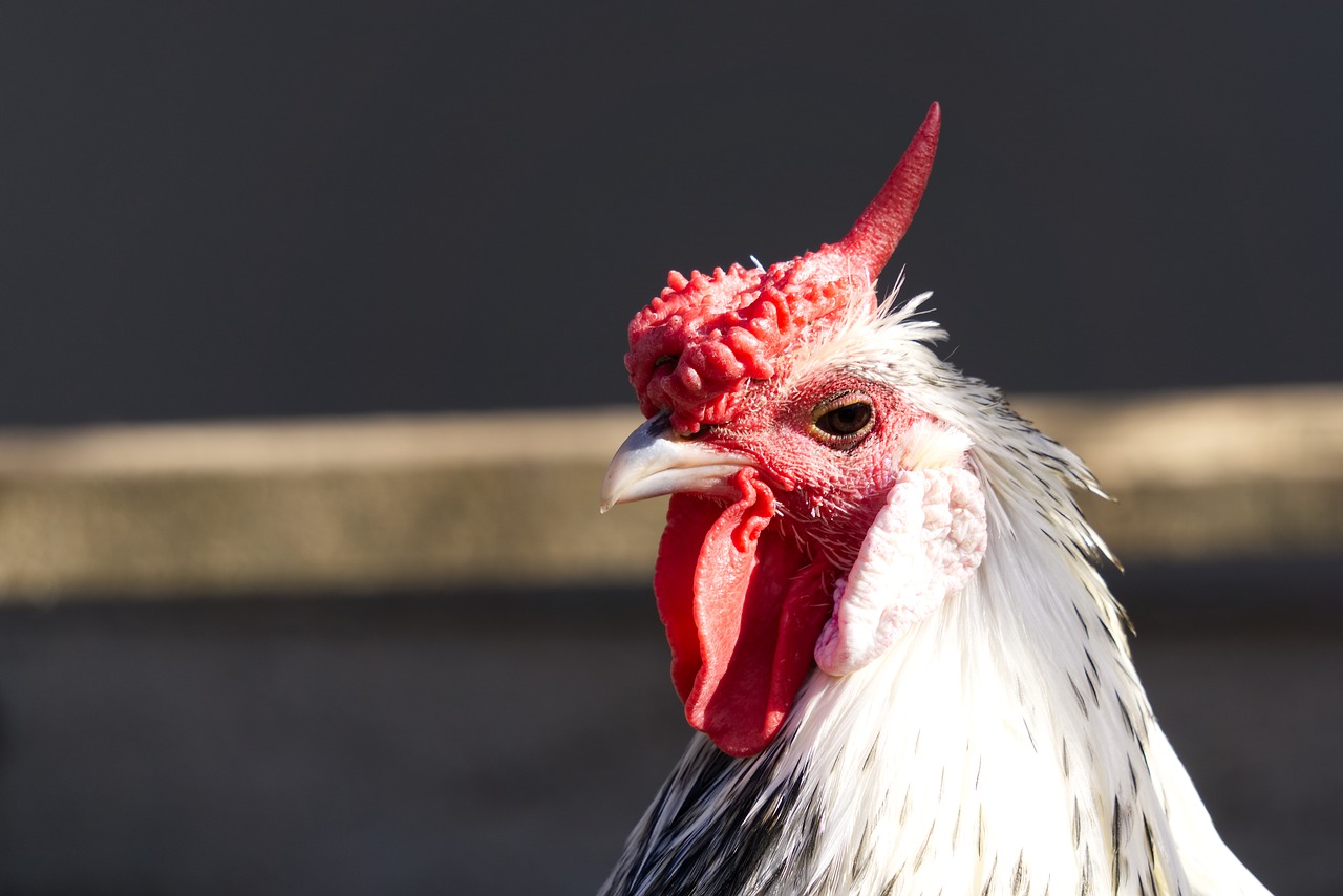 chicken  chickens  comb free photo