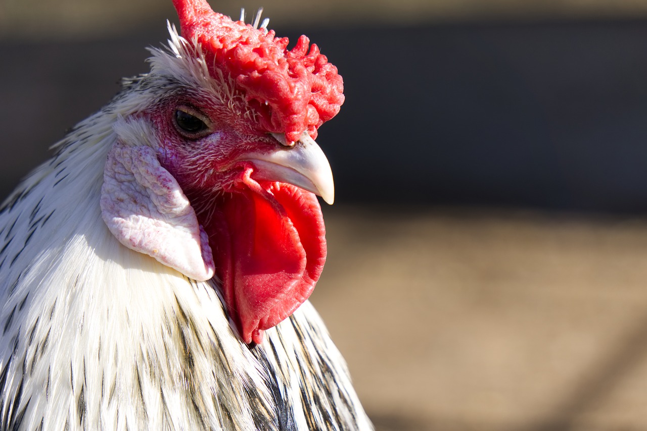 chicken  chickens  comb free photo