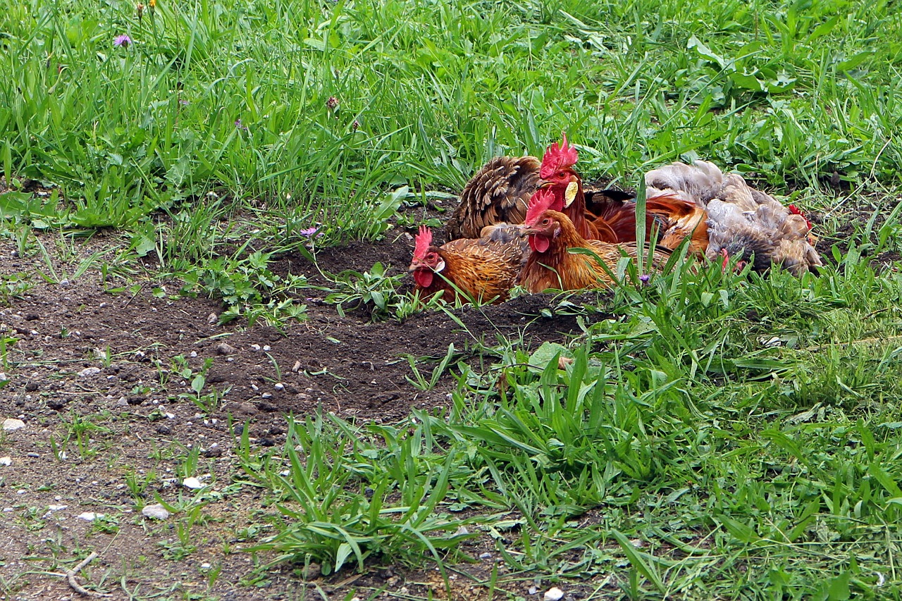 chicken hahn chickens free photo