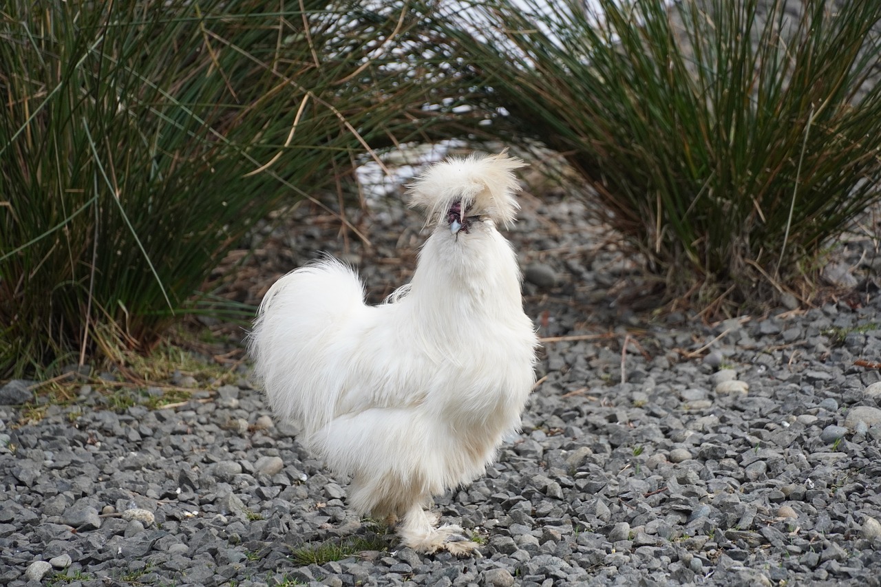 chicken  chickens  bird free photo